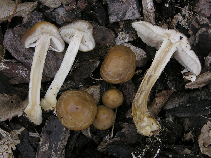 Agrocybe praecox.